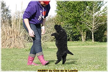 bouvier des flandres photo chiot - Elevage Clos Luette - COPYRIGHT DEPOSE